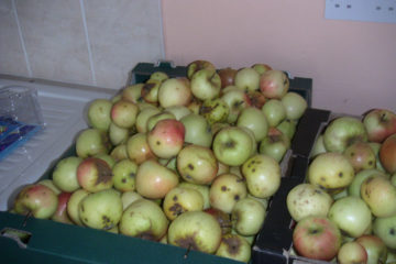 First apples I ever pressed from my mothers apple tree in cowbridge.