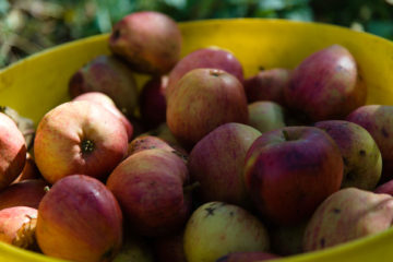 Yarlington Mill apples