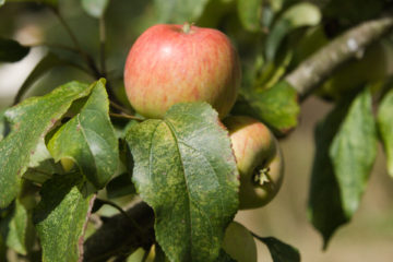 Breakwells Seedling apple on tree