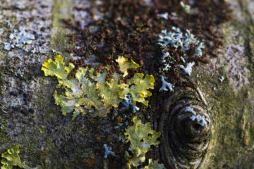 Photo of different types of Lichen growing in Llanblethian Orchard, Cowbridge