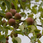 Photo of Brandy perry pear from Llanblethian Orchard