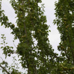 Photo of Thorn perry pear from Llanblethian Orchard