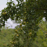Photo of Barnet perry pear from Llanblethian orchard