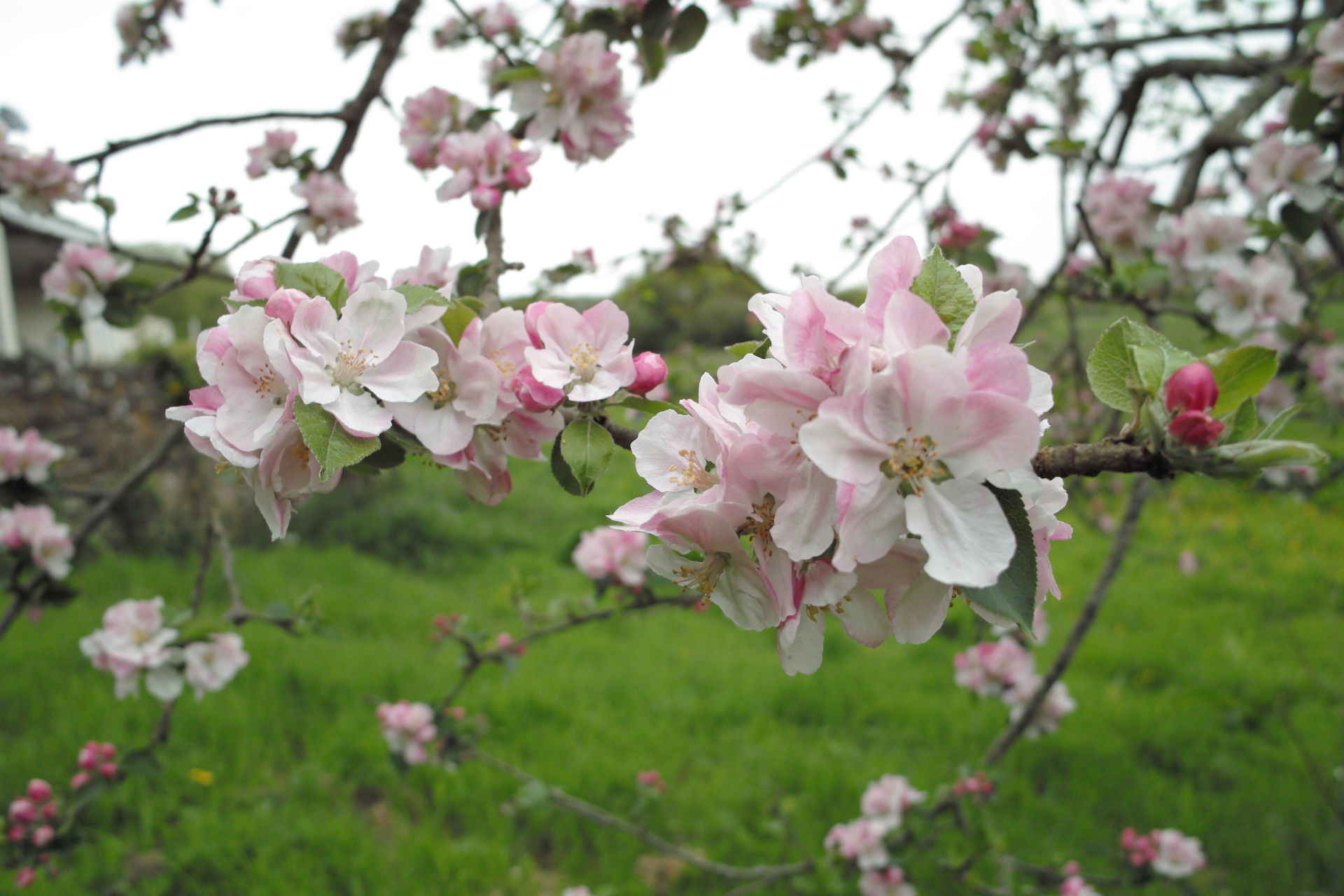 Bramley apple tree in flower