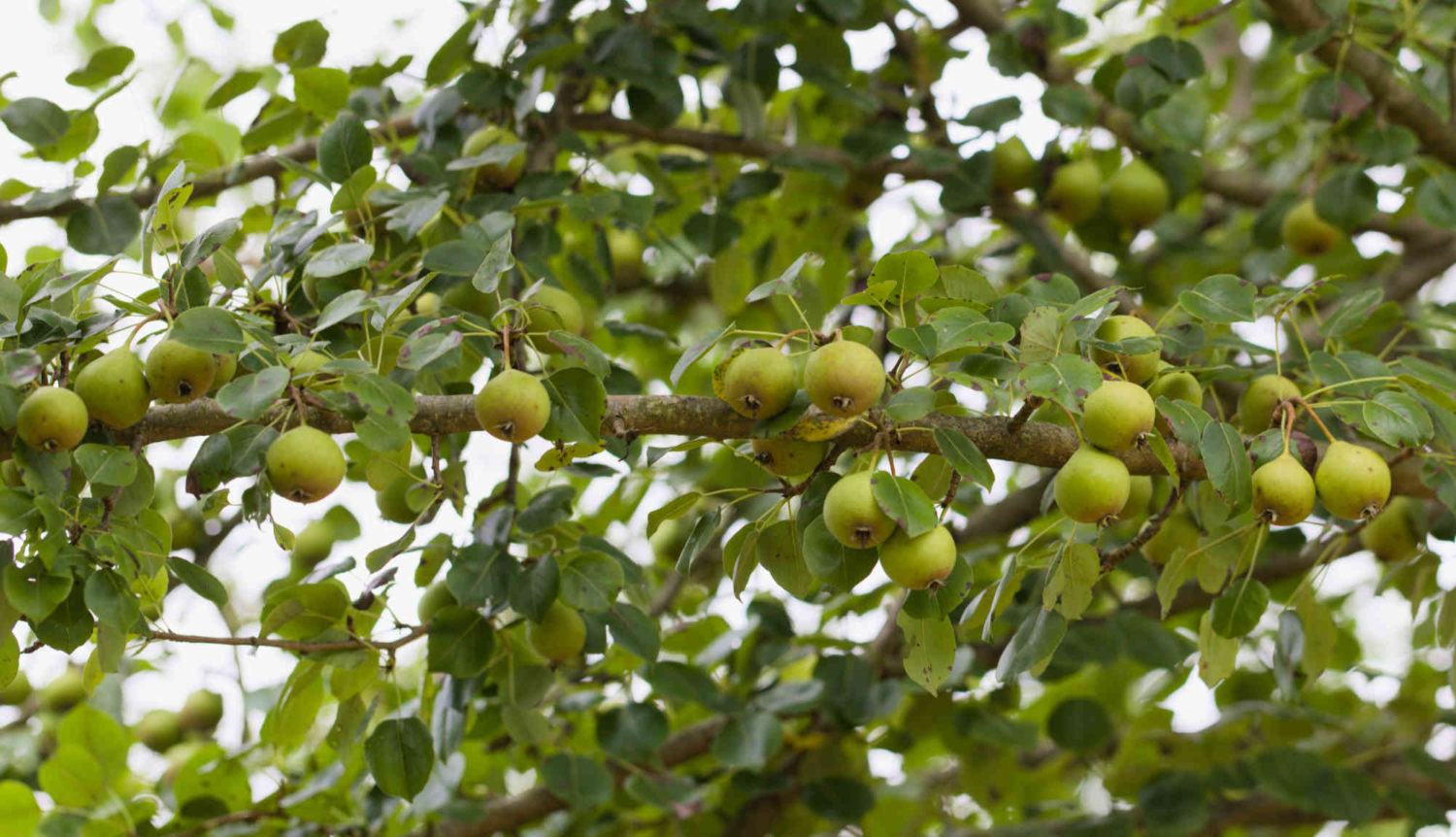 Llanblethian Orchards