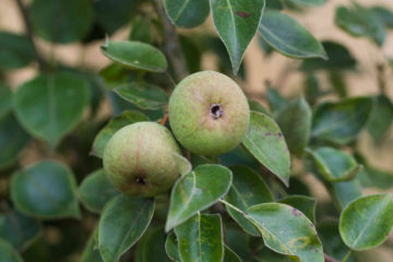 Photo of Gwhelog perry pear from Llanblethian Orchard