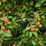 Photo of Tom Putt cider apple from Llanblethian orchard
