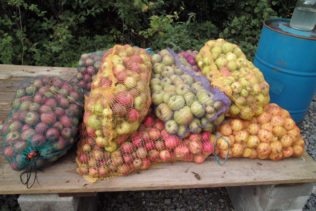 Apples for pressing in bags