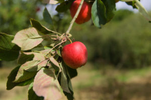 Katy apple on tree