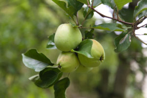 Young yarlington mill apple in Llanblethian Orchard