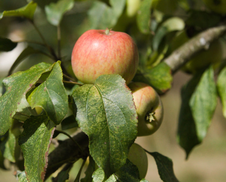 Breakwells Seedling apple on tree