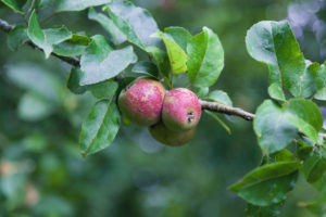 small early kingston black apples