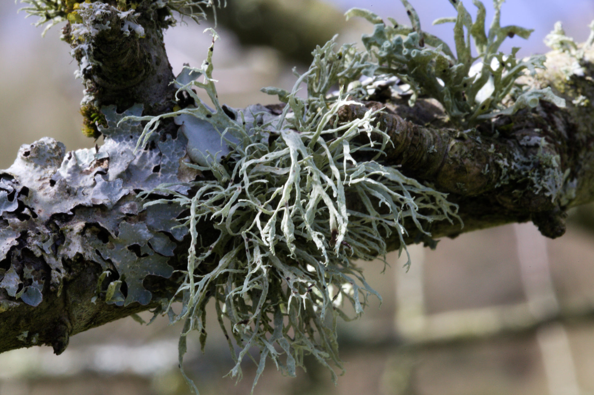 Antler lichen on perry tree branch vale of glamorgan