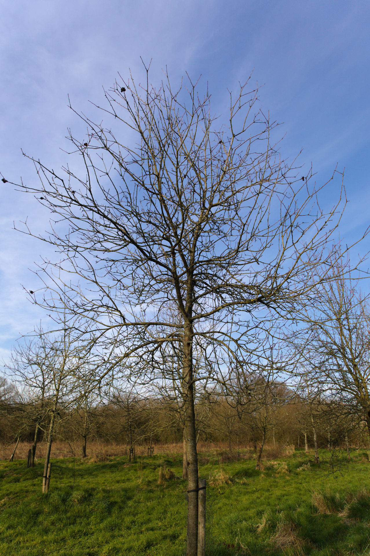Frederick Canopy illustrating tree shape in Llanblethian Orchard