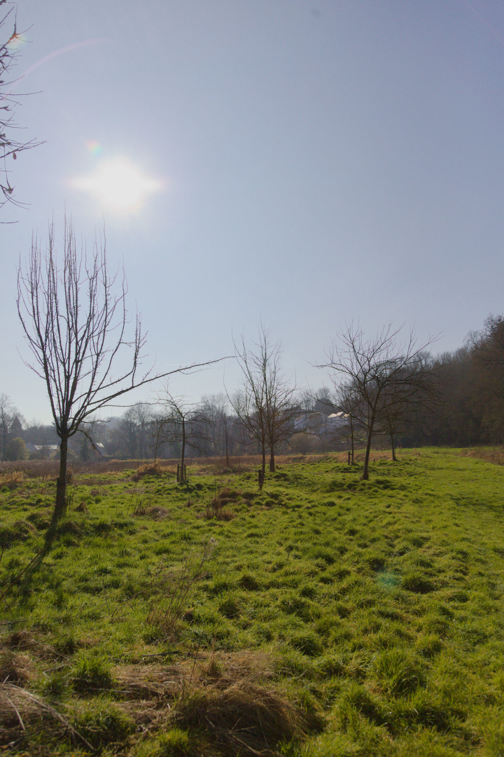 Glorious day pruning in Llanblethian Orchard near Cowbridge