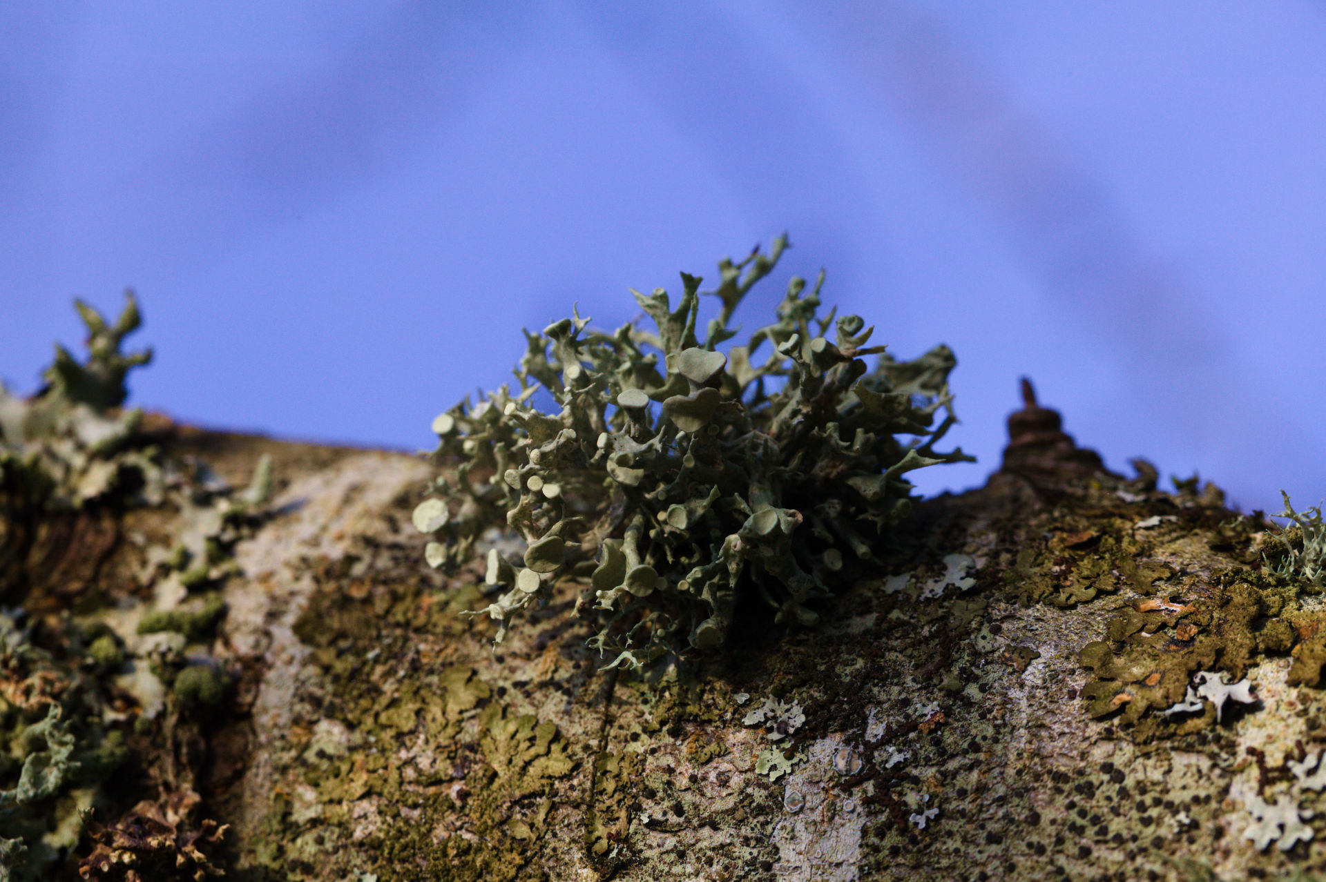 Photo of pixies cup type lichen as well as foliose type lichens in Llanblethian Orchard, Cowbridge.