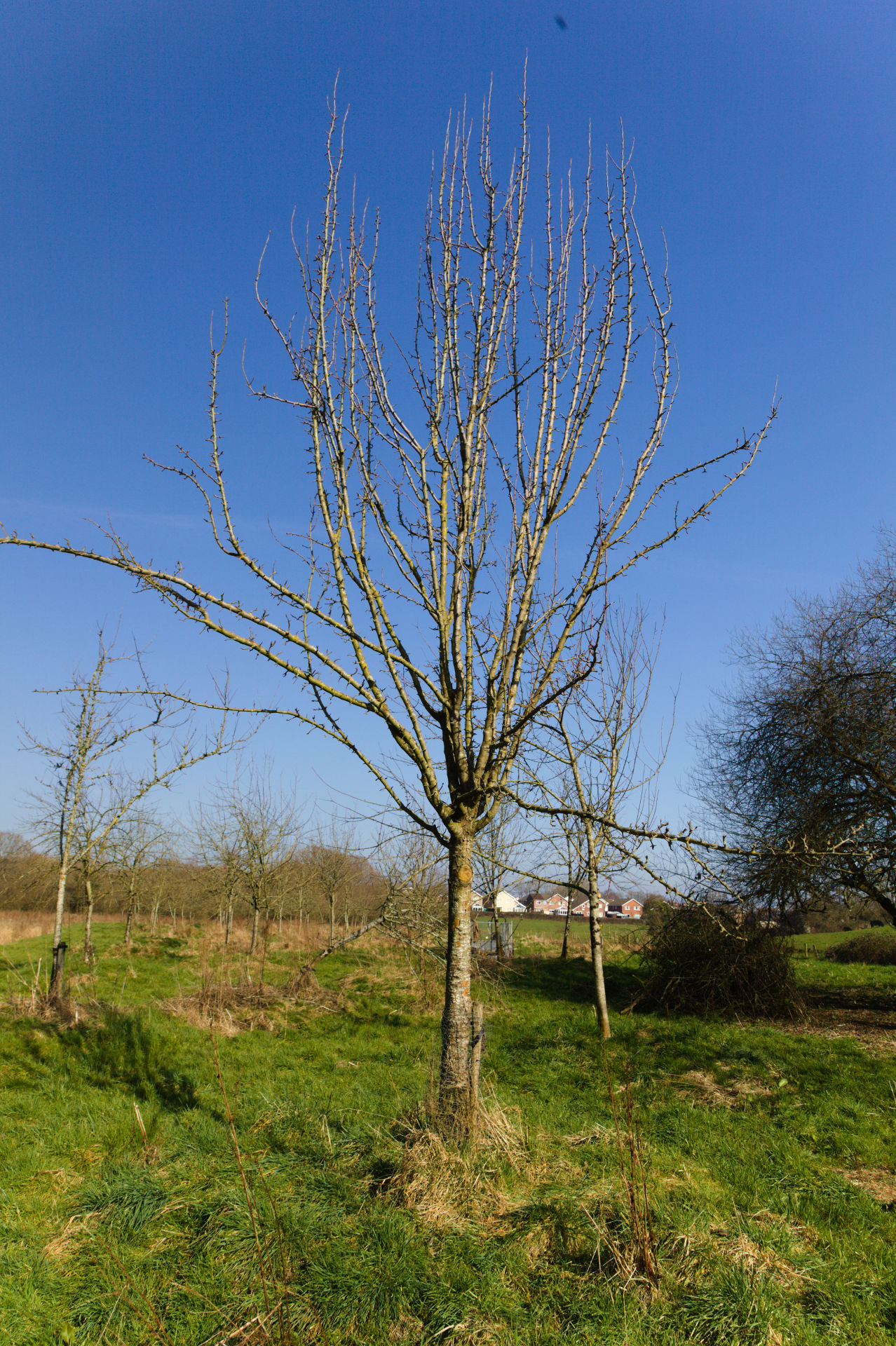 Thorn Perry tree Shape – Llanblethian Orchards