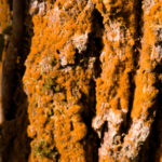 Lichen on elderberry trunk in vale of glamorgan