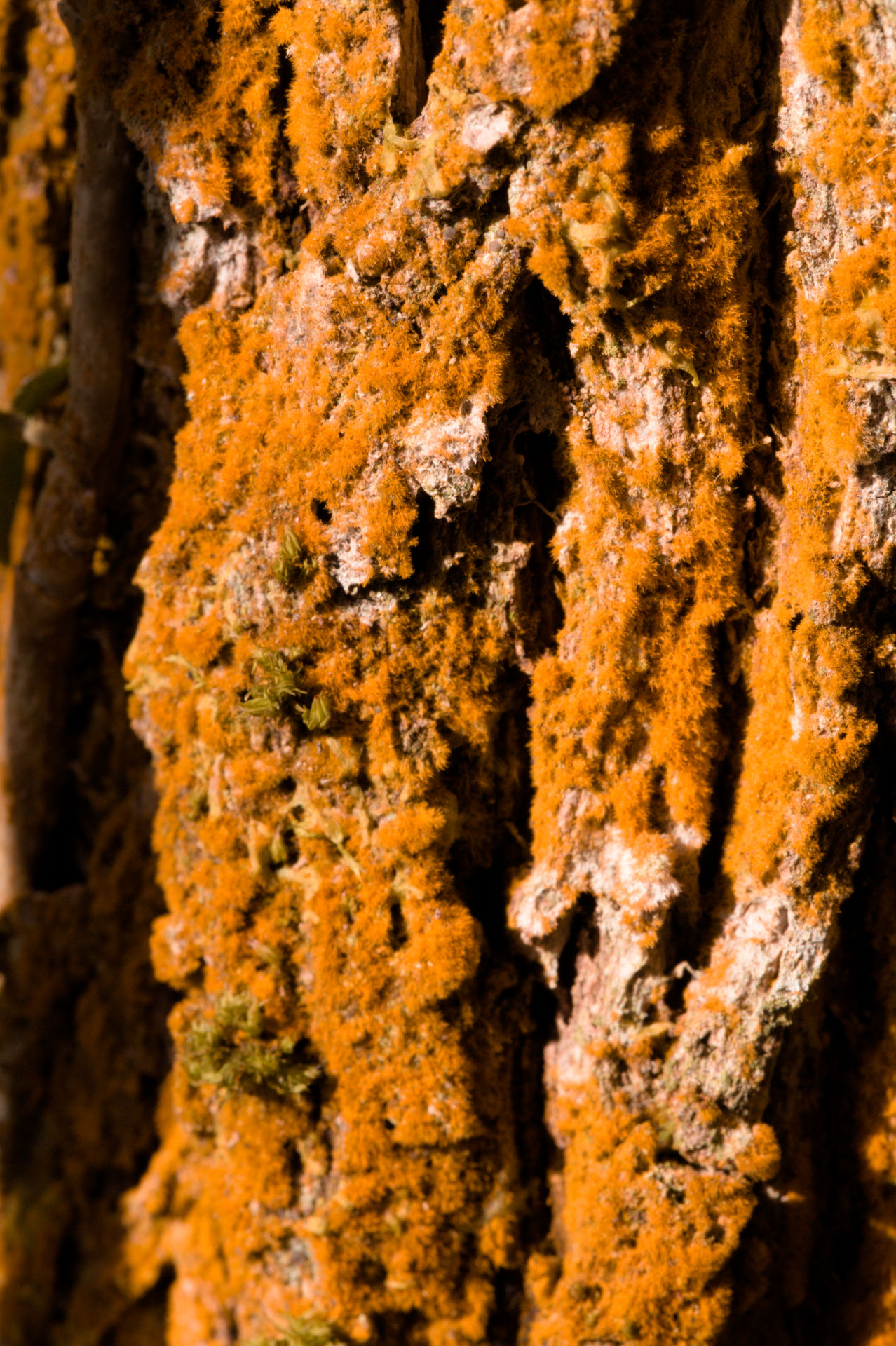 Lichen on elderberry trunk in vale of glamorgan