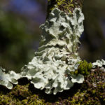 Lichen on branch join in llanblethian orchard, South Wales