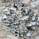 Lichen on apple tree trunk, South Wales