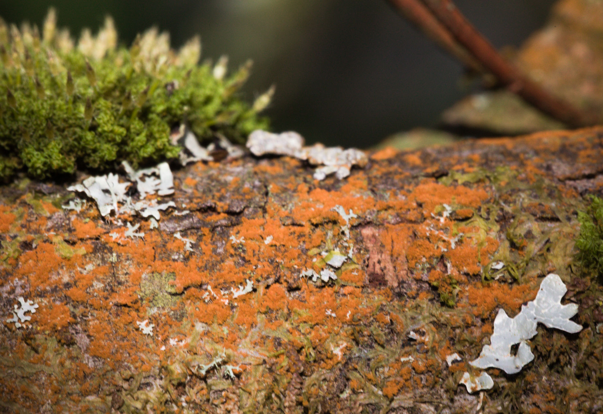 Lichen on willow branch in wood, South Wales