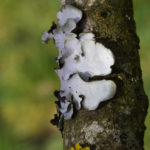 lichen vertical branch, South Wales orchard
