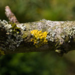 Yellow lichen on apple tree branch