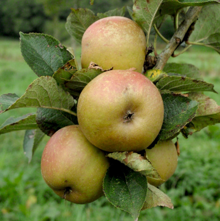 Ashmeads Kernel apple on branch 2