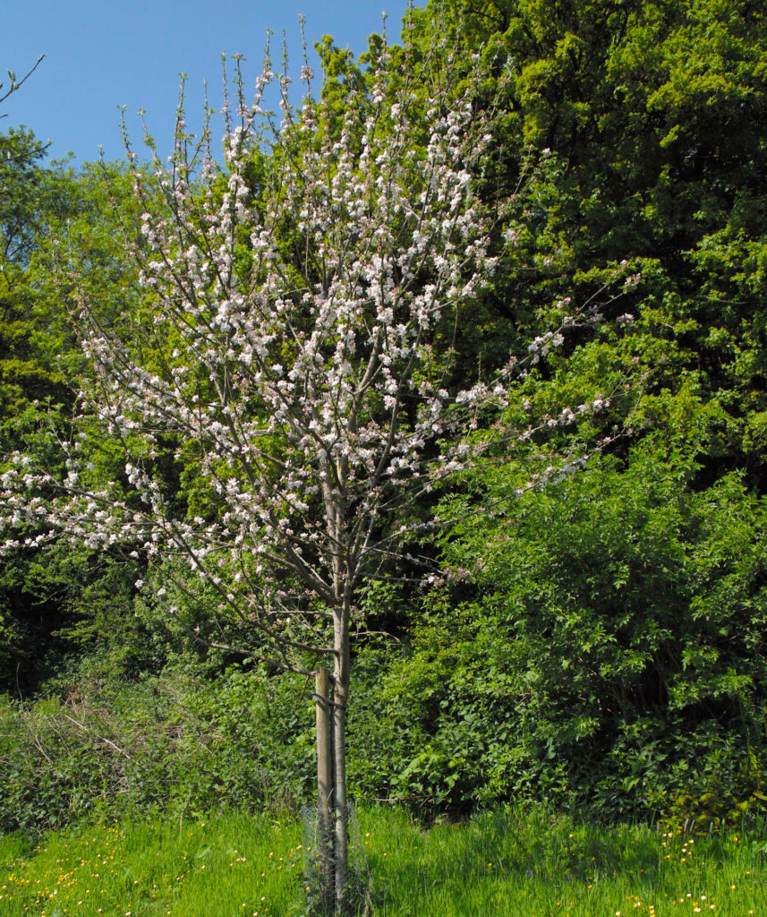 Ashton Brown Jersey in flower