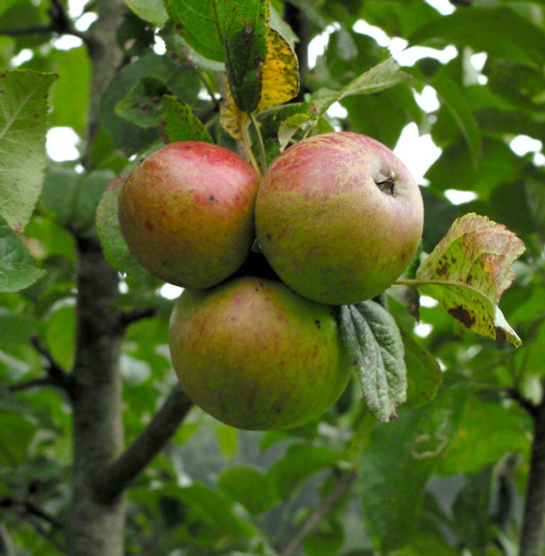 Balls bittersweet apples on branch