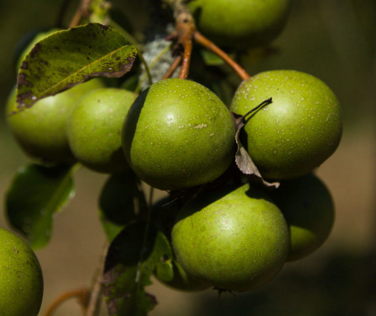 Barnet pears on branch