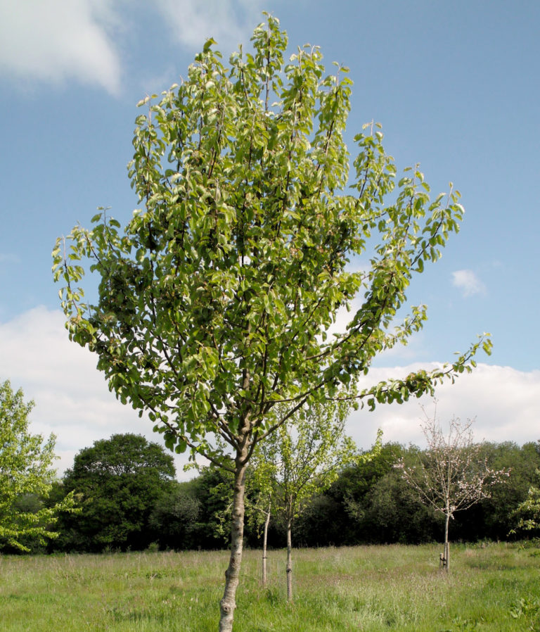 Berllanderi Green tree