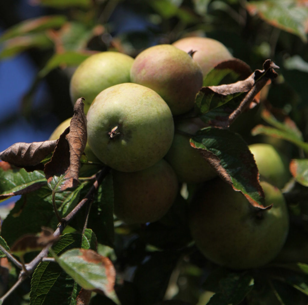 Blue Sweet apples on branch