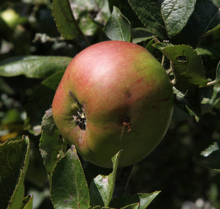 Bramley apple on branch