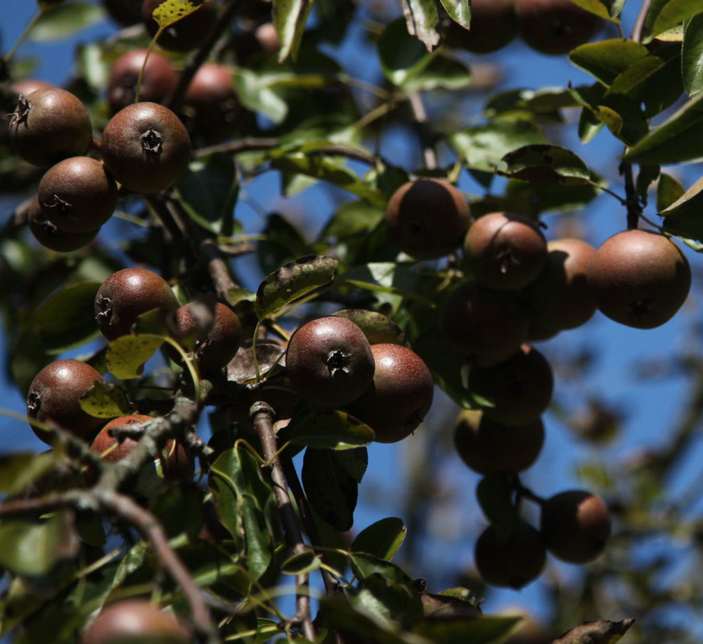 Brandy pears on branch