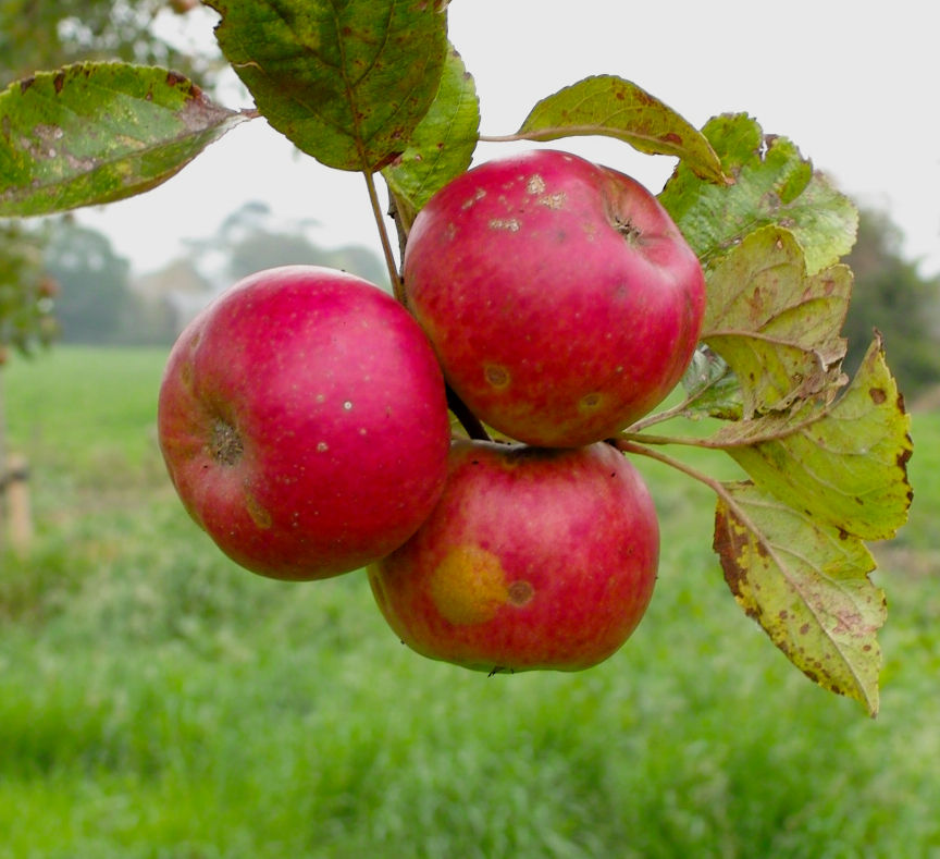 Browns apple on branch