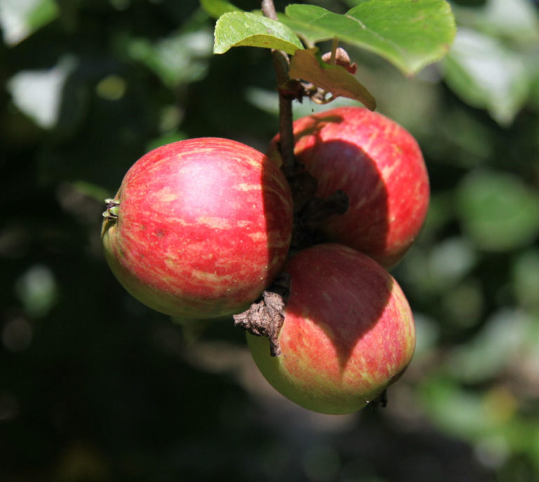 Broxwood foxwhelp apple on branch