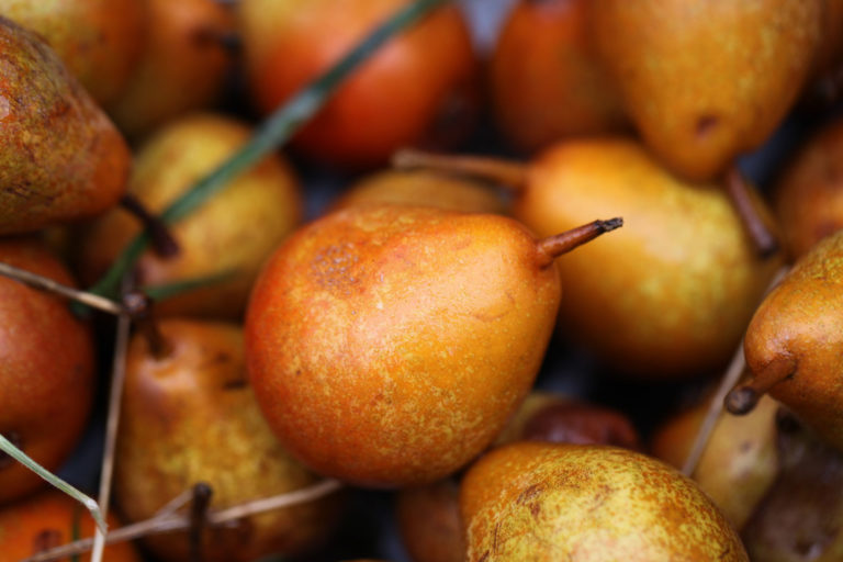 Chapman's Orange pears being washed