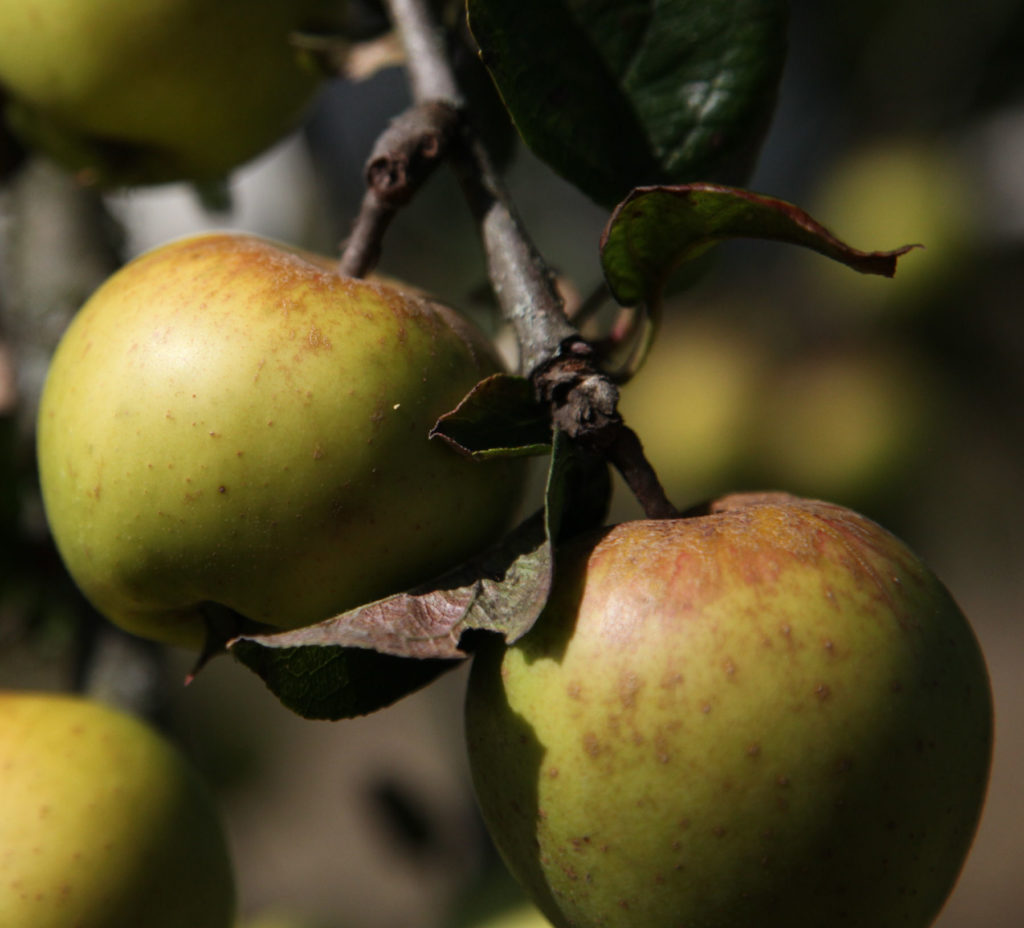 Colemans seedling apple on branch