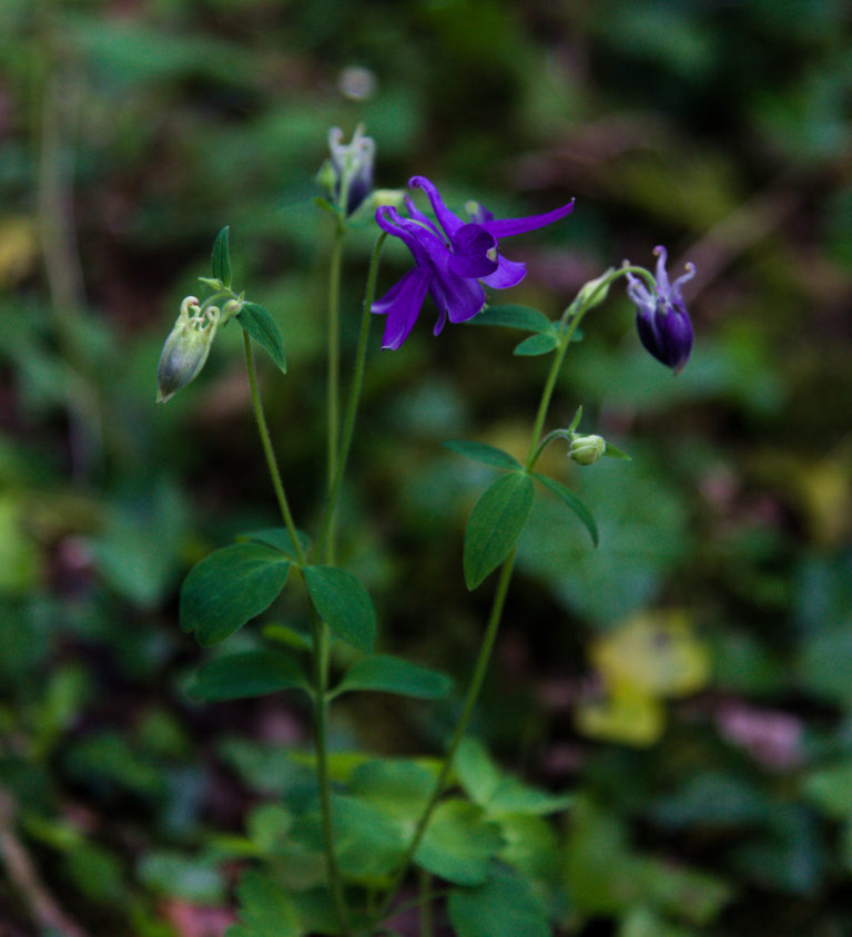 Columbine