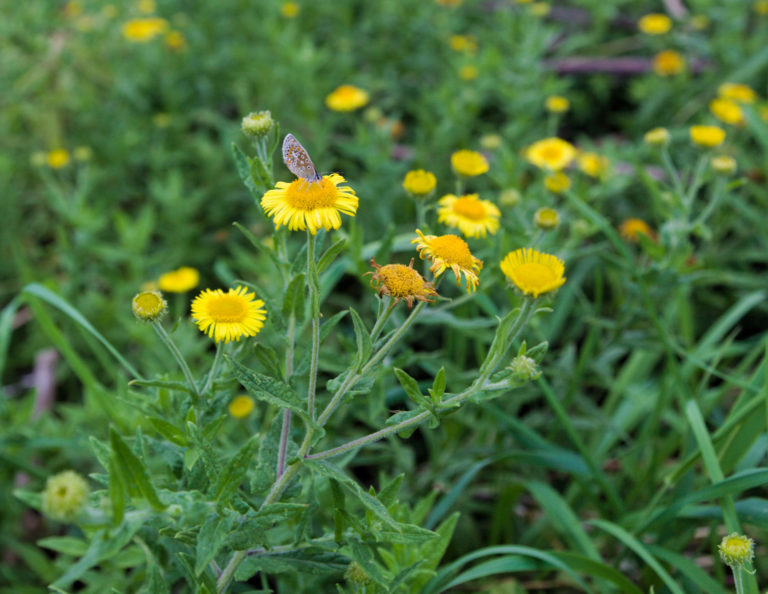 Common fleabane