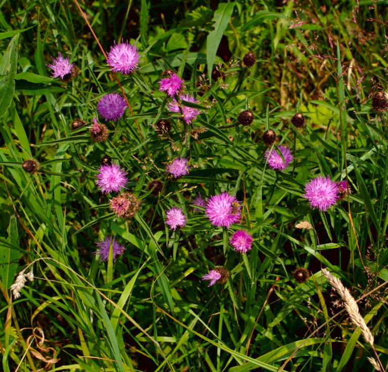 Common knapweed