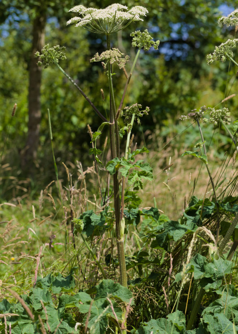 Cow Parsnip