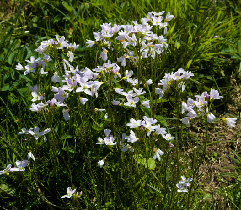 Cuckooflower