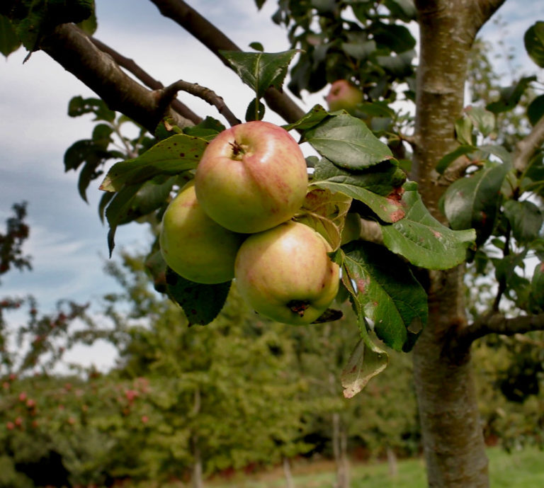 Cummy Norman apples on branch