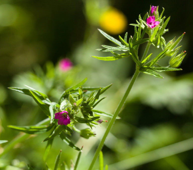 Cut-leaved crane's-bill