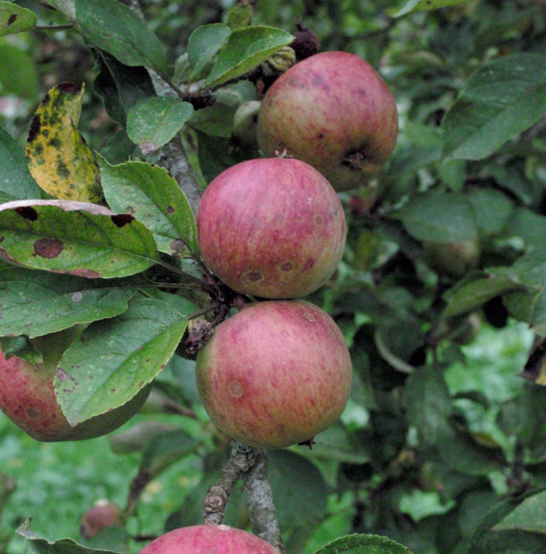 Dabinett apple on branch