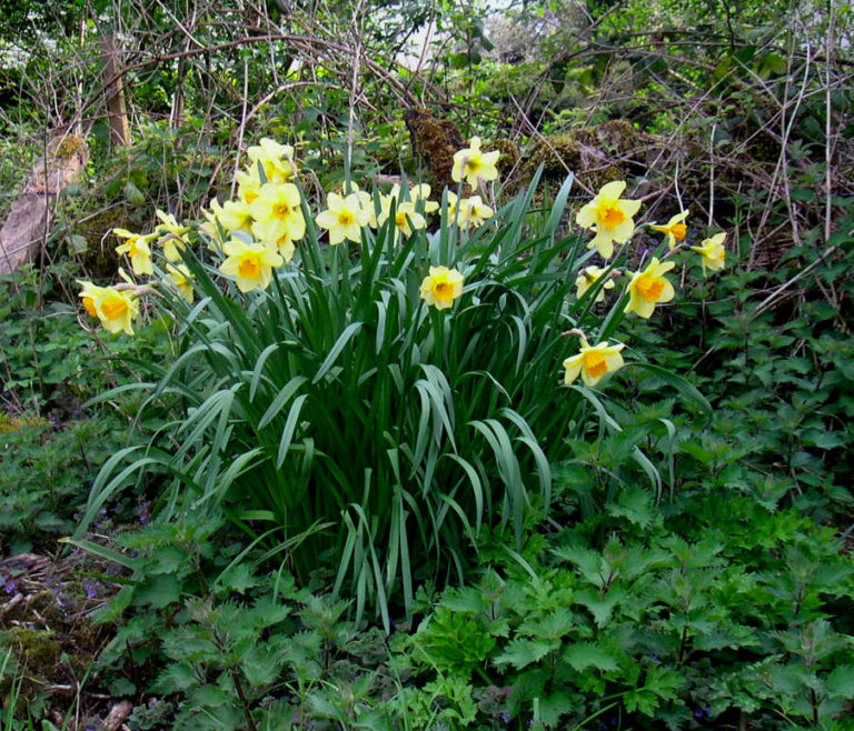 Daffodil