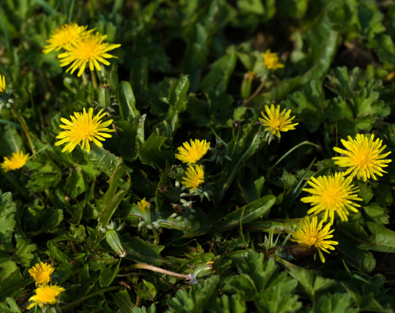 Dandelion